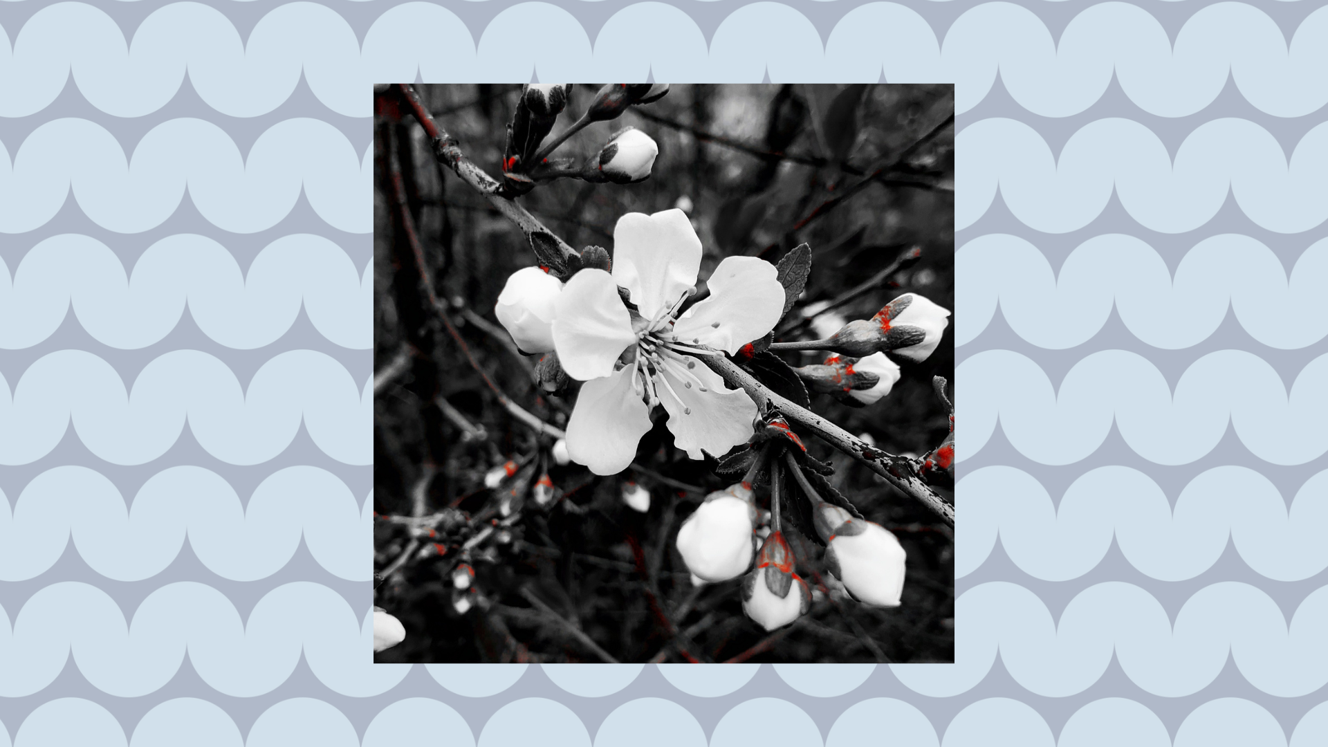 Miniature du diaporama des photos de Léanne Paradis-Mercier.